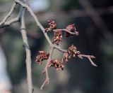 Ulmus laevis