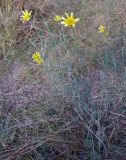 genus Tragopogon. Цветущее растение. Грузия, край Самцхе-Джавахети, Аспиндзский муниципалитет, окр. с. Тмогви, левый берег Куры, луг. 11.10.2018.