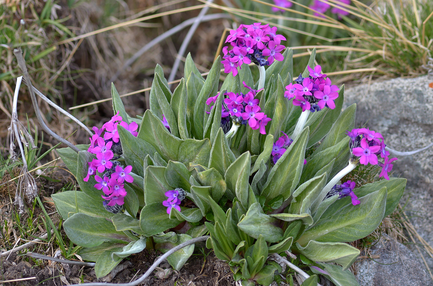 Изображение особи Primula turkestanica.