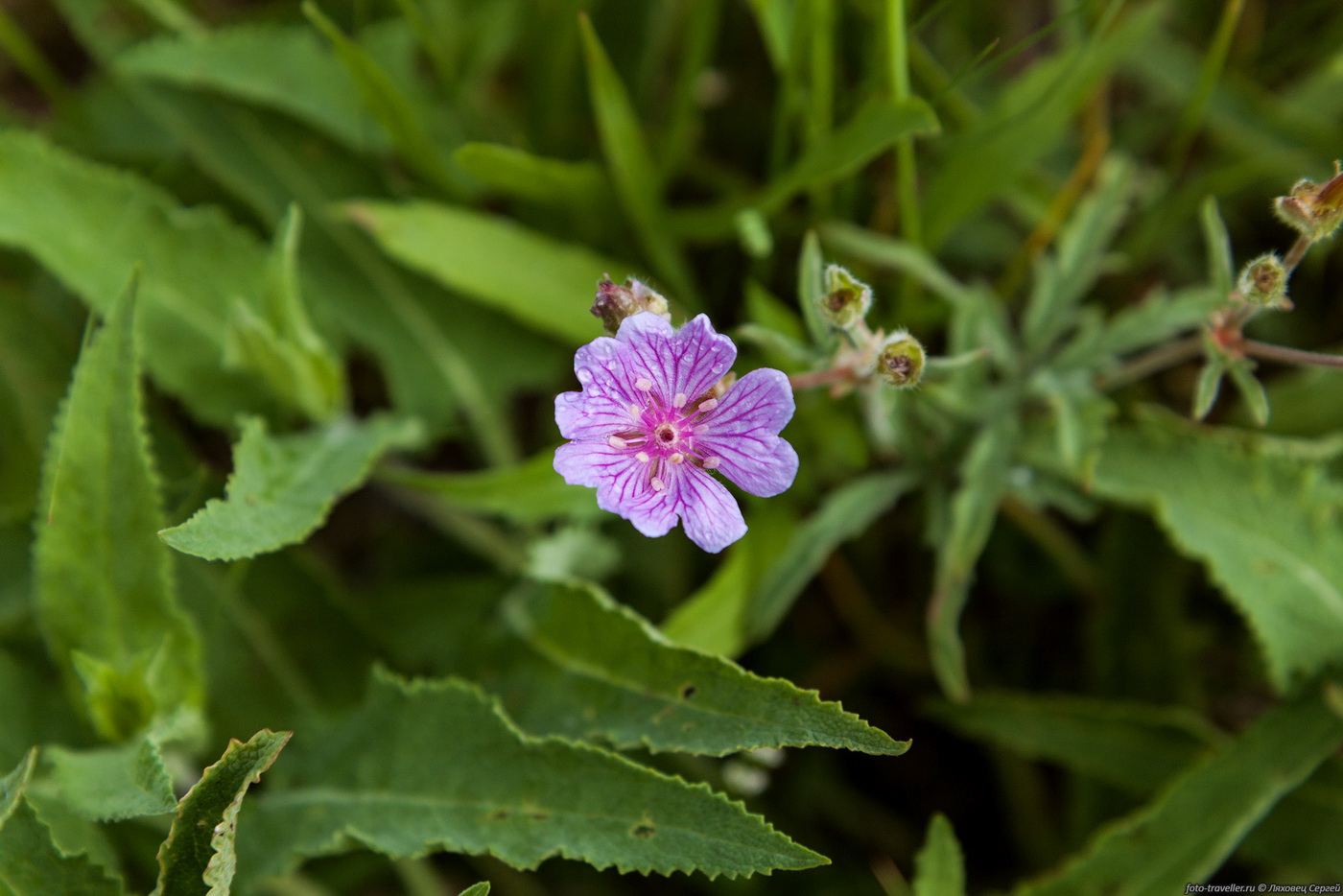 Изображение особи Geranium tuberosum.