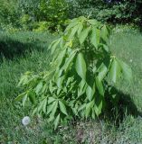 Aesculus glabra. Молодое растение. Тверская обл., г. Тверь, пос. Затверечье, берег р. Тверца, около частного дома, в культуре. 19.05.2019.