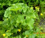 Caltha palustris. Цветущее растение. Коми, г. Печора, пойменное болото. 19.06.2010.