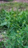 Sisymbrium officinale. Верхушка цветущего растения. Пермский край, г. Пермь, Кировский р-н, детская площадка у жилого дома. 10.08.2019.