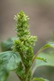 Amaranthus retroflexus