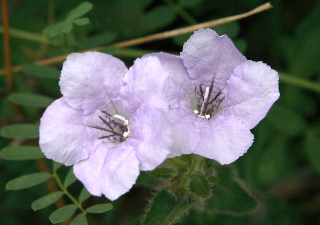 Изображение особи Ruellia humilis.