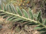 Astragalus maximus