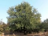 Pyrus pyraster. Взрослое дерево. Украина, г. Запорожье, балка Партизанская. 23.09.2020.