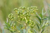 Euphorbia palustris. Соплодия. Ростовская обл., Азовский р-н, окр. хут. Лагутник, пойменный луг. 27.05.2017.