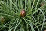 Asphodeline lutea