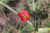 Tulipa humilis