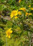 Caltha palustris