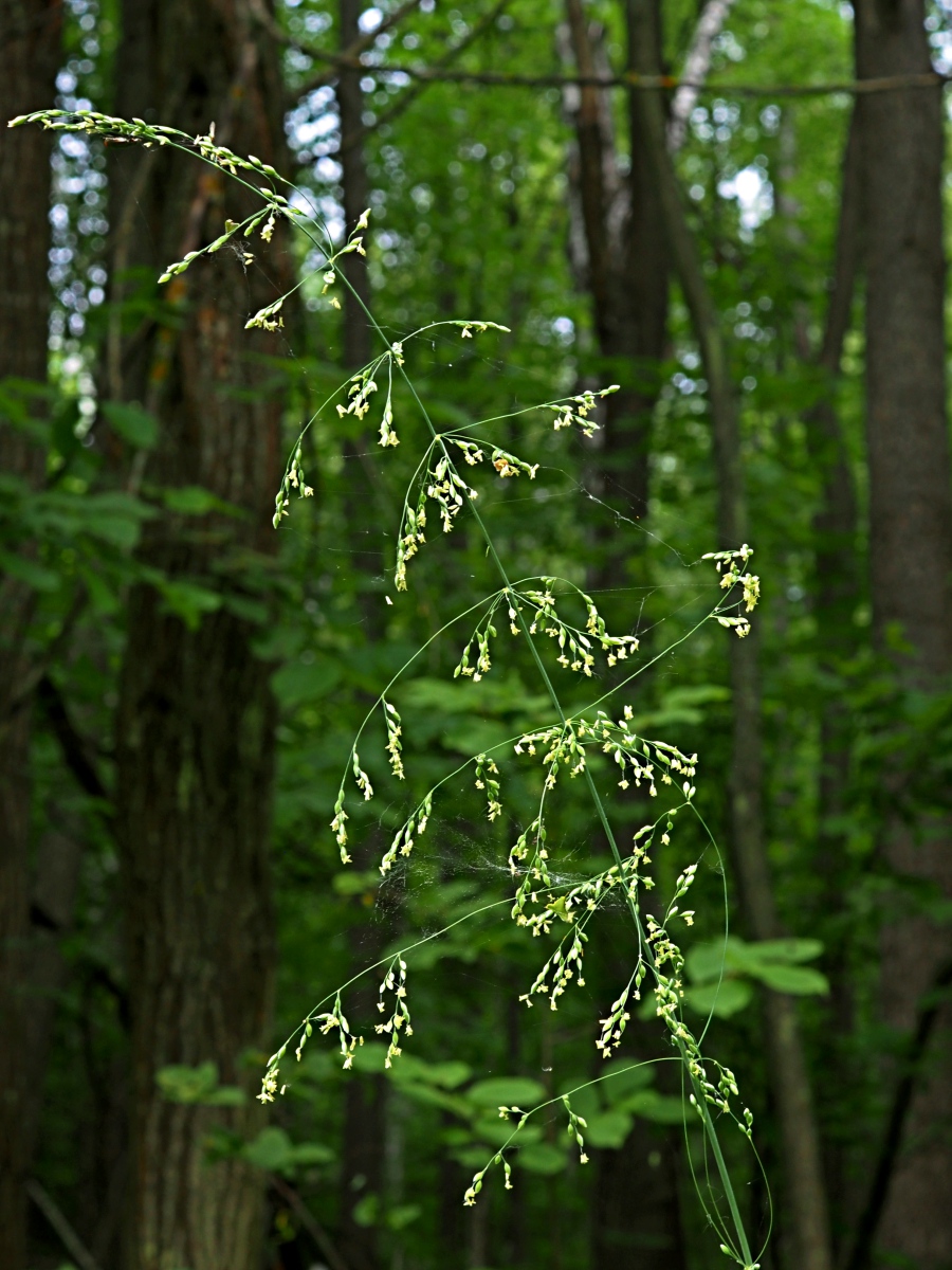 Изображение особи Milium effusum.