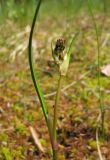 Scheuchzeria palustris. Верхушка расцветающего растения. Костромская обл., заповедник \"Кологривский лес\", олиготрофное болото на участке коренных ельников. 7 июня 2010 г.