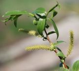 Salix pentandra. Веточка дерева с мужскими соцветиями. Новосибирская область, с. Новопичугово. Май 2011 г.