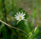 Stellaria graminea. Цветок. Украина, Донецкая обл., Славянский р-н, окр. с. Богородичное. 31.07.2011.