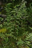 Dryopteris cristata. Вайи. Республика Татарстан, Зеленодольский р-н, памятник природы \"Ильинская балка\". 11.07.2011.