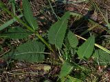 Salvia pratensis