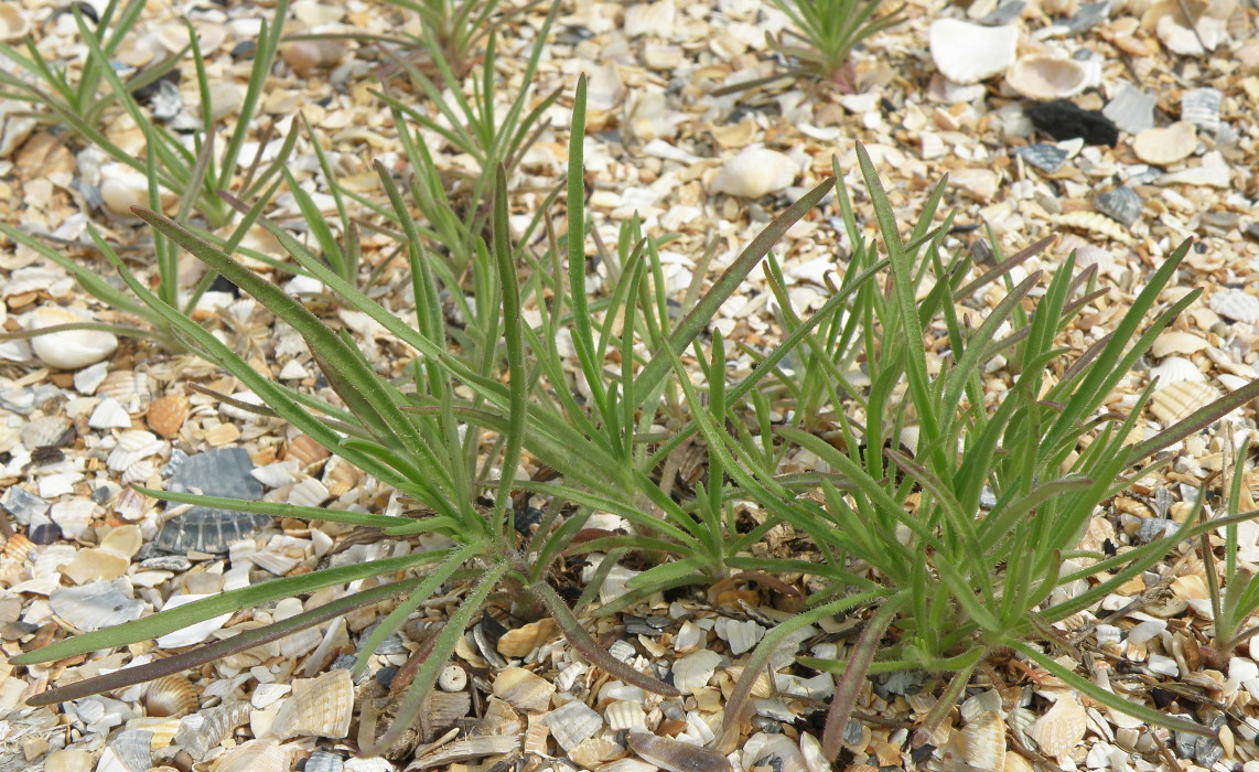 Изображение особи Plantago arenaria.