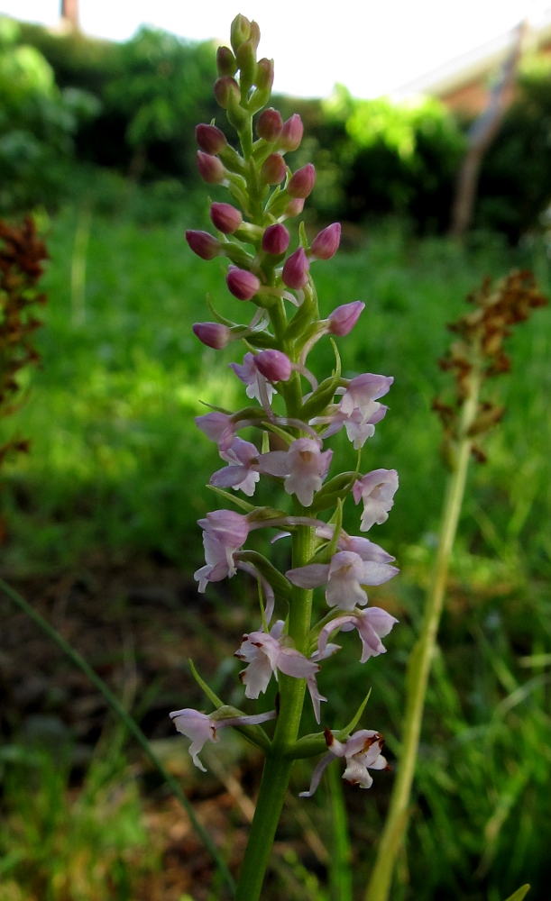 Изображение особи Gymnadenia conopsea.