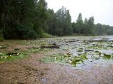 Nymphaea candida. Заросли растений в рясково-водокрасовом сообществе. Курская обл., Железногорский р-н, дер. Клишино, пруд на притоке р. Смородинка. 7 июля 2007 г.