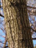 Populus deltoides