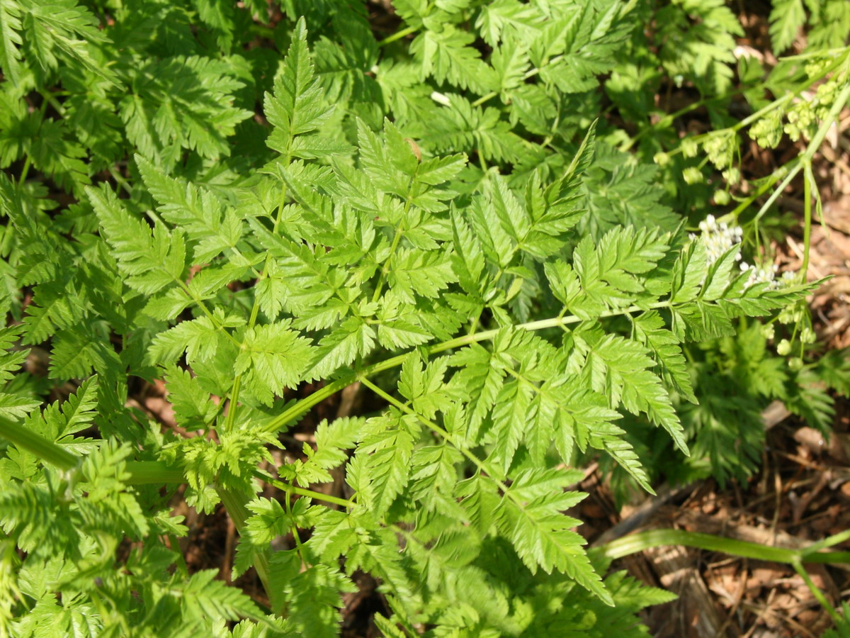 Изображение особи Anthriscus sylvestris.