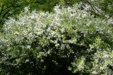 Exochorda racemosa