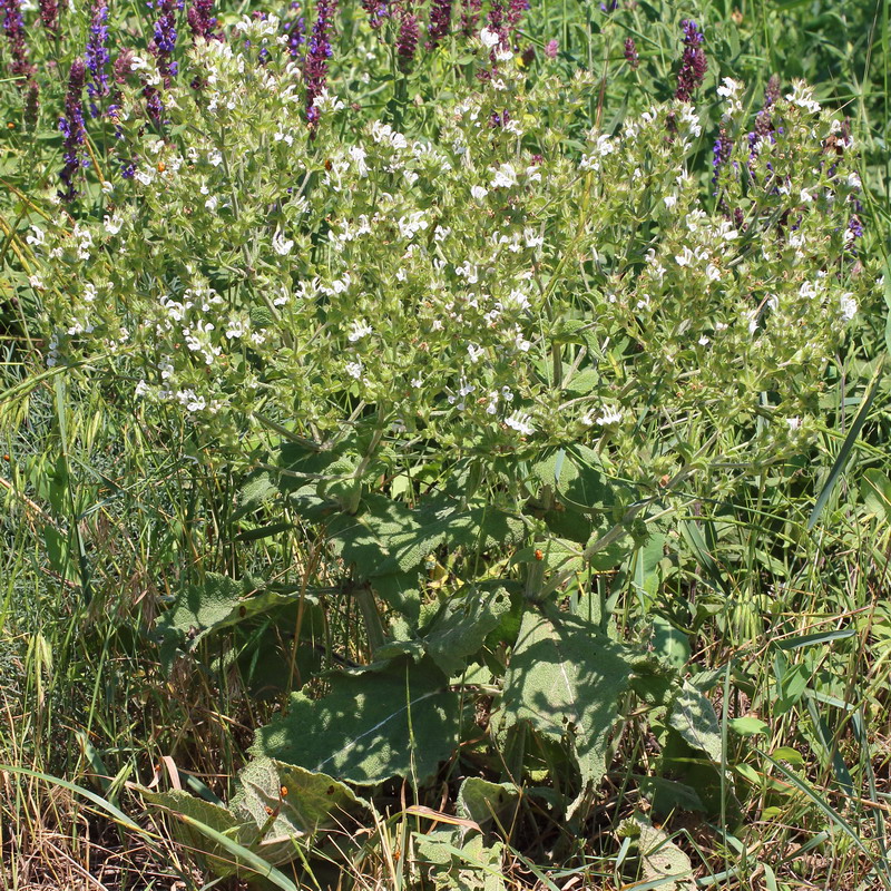 Шалфей эфиопский (Salvia aethiopis)