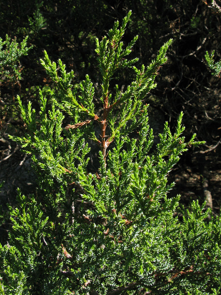 Изображение особи Juniperus foetidissima.