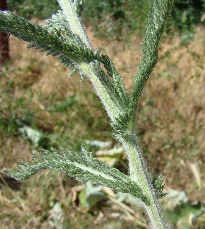 Изображение особи Achillea setacea.