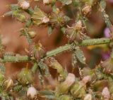 Fagonia glutinosa. Часть веточки с плодами (вид с обратной стороны). Израиль, южная Арава, окр. киббуца Элифаз, лёссово-песчаный субстрат. 05.03.2014.