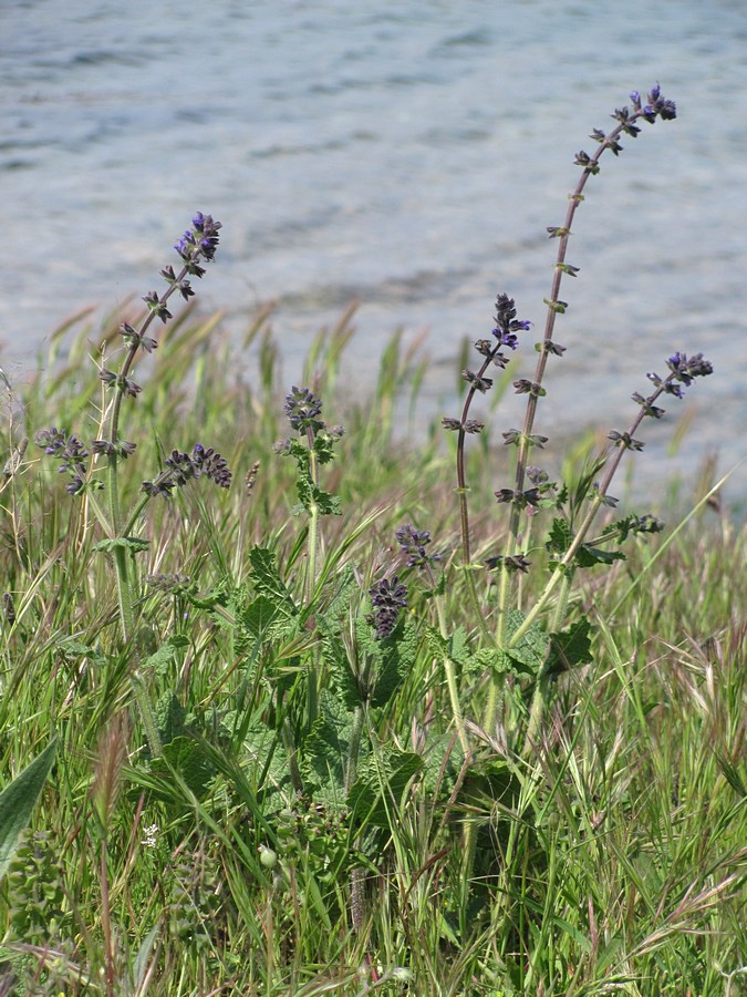 Изображение особи Salvia verbenaca.