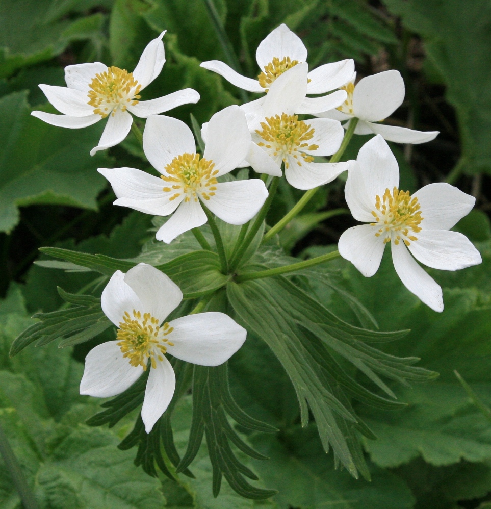 Изображение особи Anemonastrum fasciculatum.