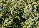 Juniperus sibirica. Ветви с шишкоягодами. Кольский п-ов, Подпахтинские пески. Сентябрь 2005 г.