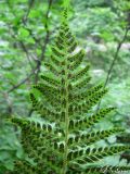 Polystichum aculeatum. Верхняя часть листа (вайи) с сорусами (вид снизу). Крымский природный заповедник, Бабуган-Яйла. 18.07.2009.