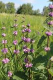 Phlomoides tuberosa