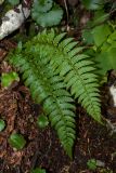 Polystichum aculeatum. Вайи. Черногория, нац. парк Дурмитор, западная часть тропы вокруг Чёрного озера, буково-темнохвойный лес. 15.10.2014.