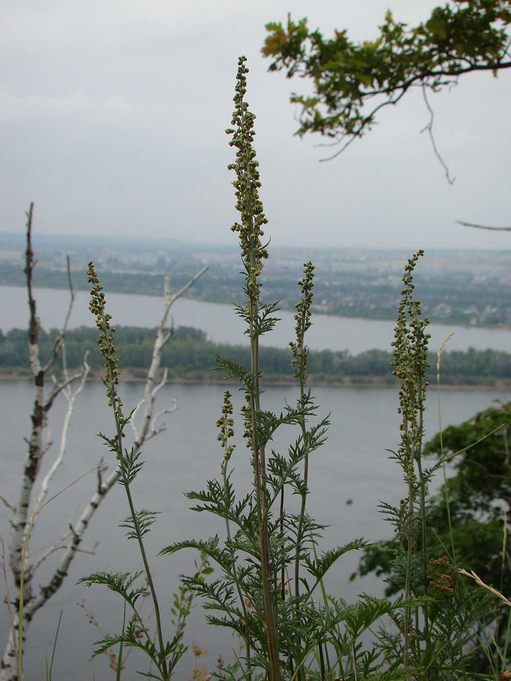 Изображение особи Artemisia armeniaca.
