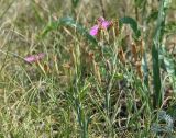 Dianthus versicolor