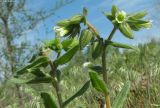 Nonea lutea