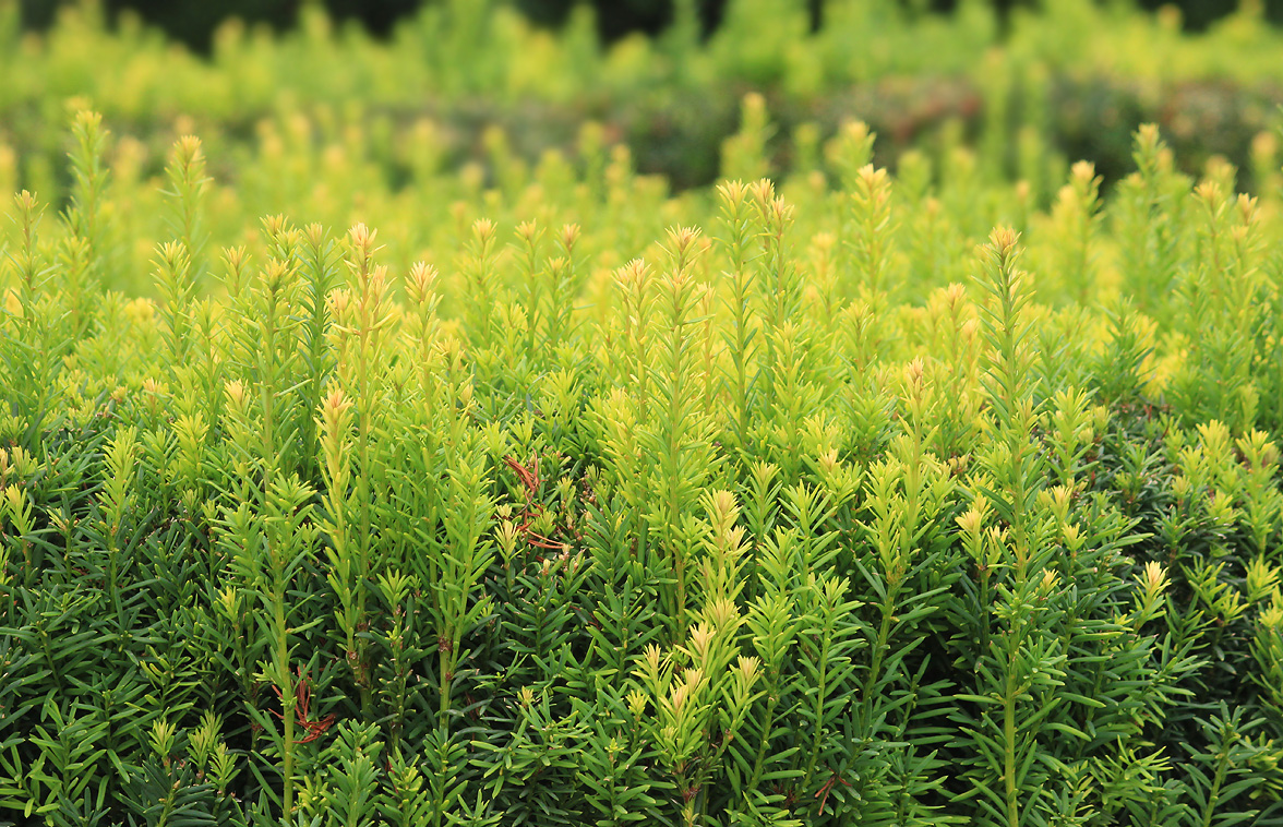 Изображение особи Taxus baccata.