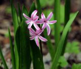 Hyacinthus orientalis