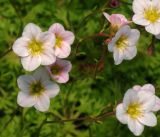 Saxifraga × arendsii