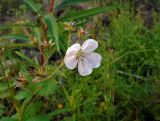 Geranium sylvaticum. Цветок и завязавшиеся плоды. Карелия, Восточная окраина Медвежьегорска, сосняк зеленомошно-черничный в прибрежной полосе Онежского озера. 28.06.2015.