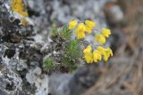 Draba cuspidata