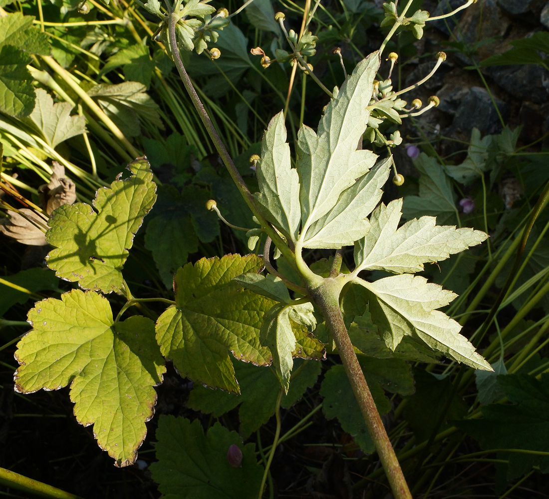 Изображение особи Anemone hupehensis.