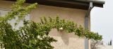Grewia occidentalis. Ветвь цветущего и плодоносящего дерева. Израиль, Шарон, пос. Кфар Шмариягу, сквер, в культуре. 13.04.2017.