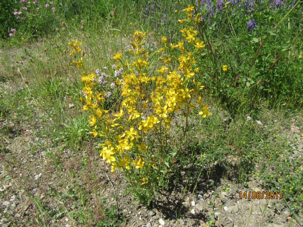 Изображение особи Hypericum elongatum.