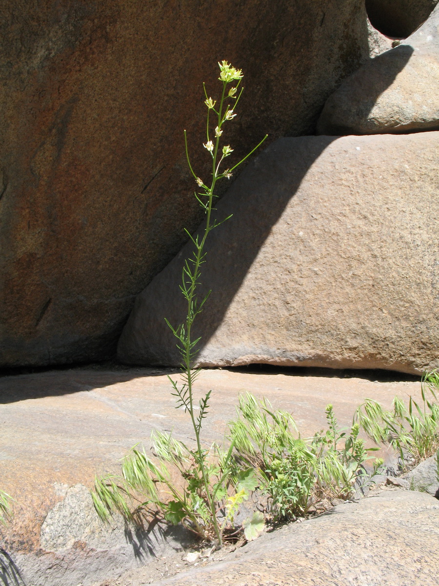 Изображение особи Sisymbrium altissimum.