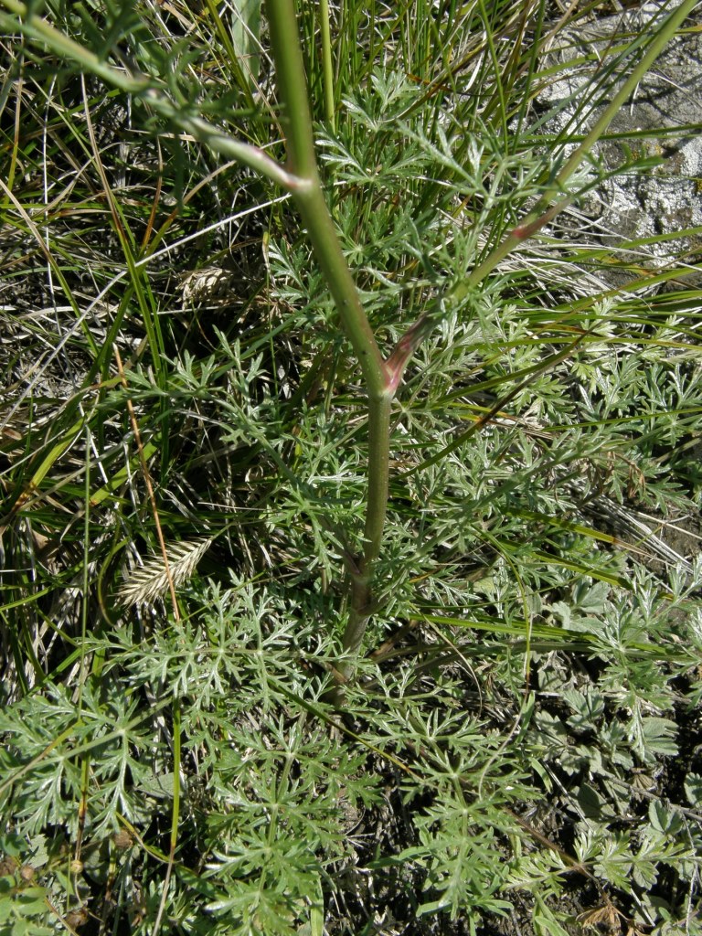 Изображение растения Kitagawia baicalensis.